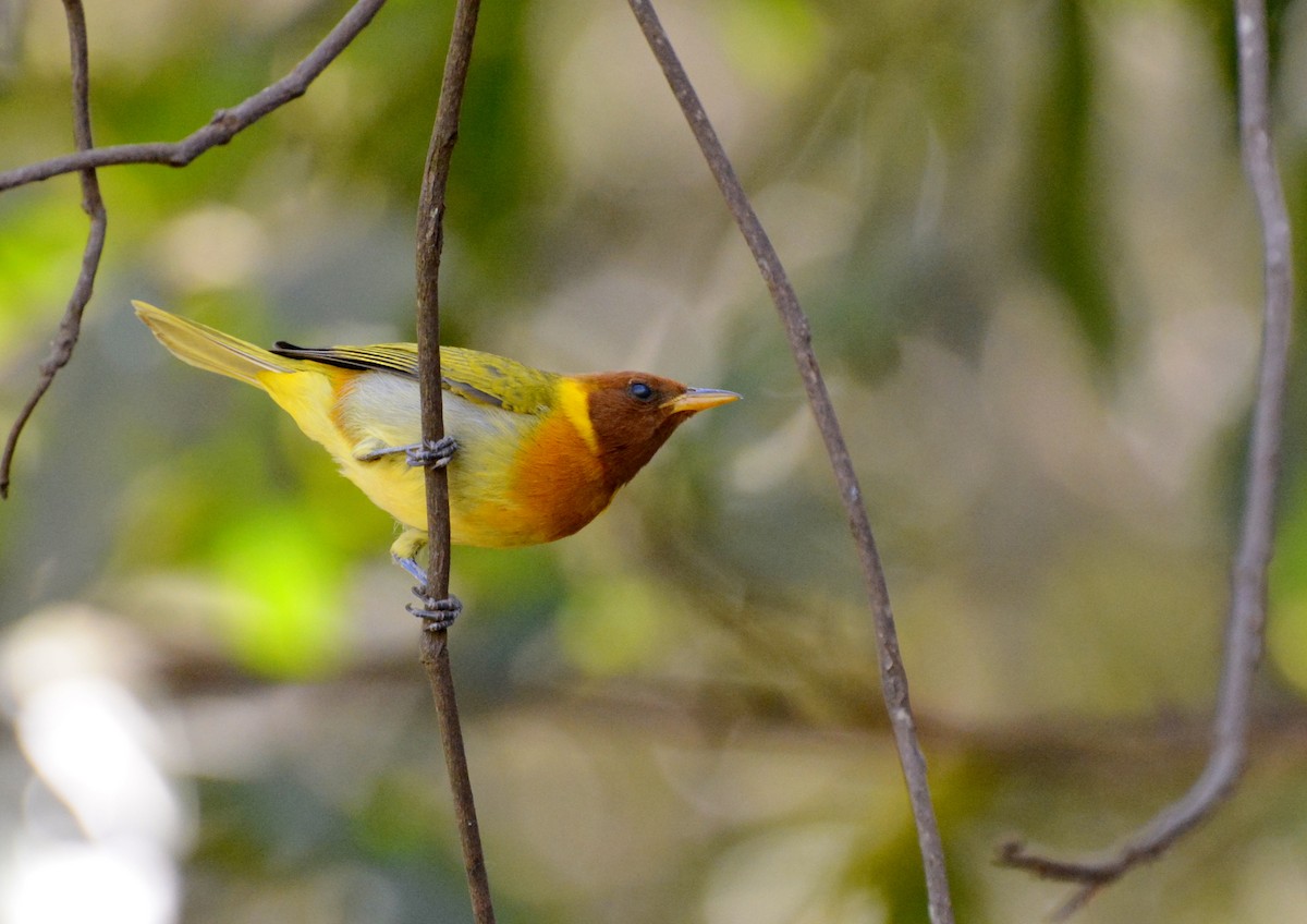 Rufous-headed Tanager - ML617088827
