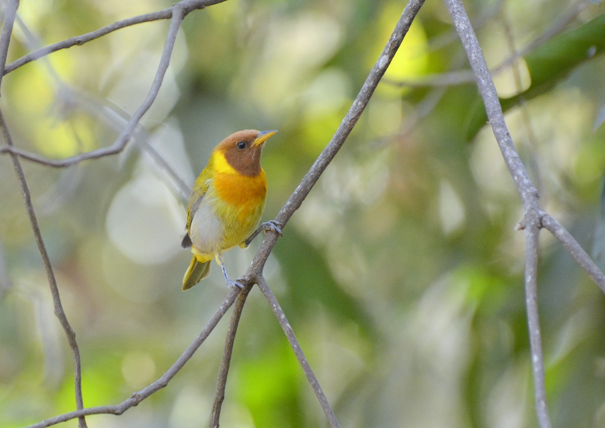 Rufous-headed Tanager - ML617088828