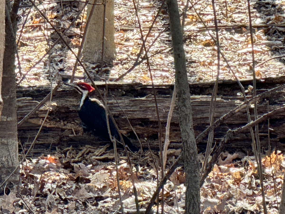 Pileated Woodpecker - ML617088909