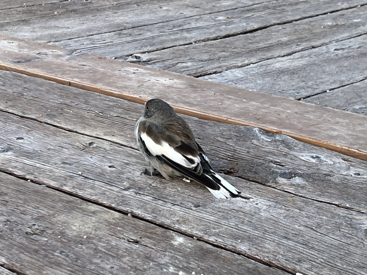 White-winged Snowfinch - Justin Rasmussen
