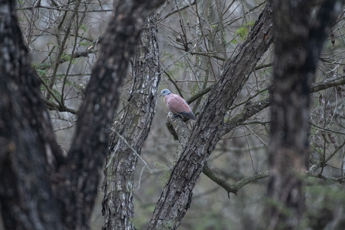 Red Collared-Dove - ML617088985