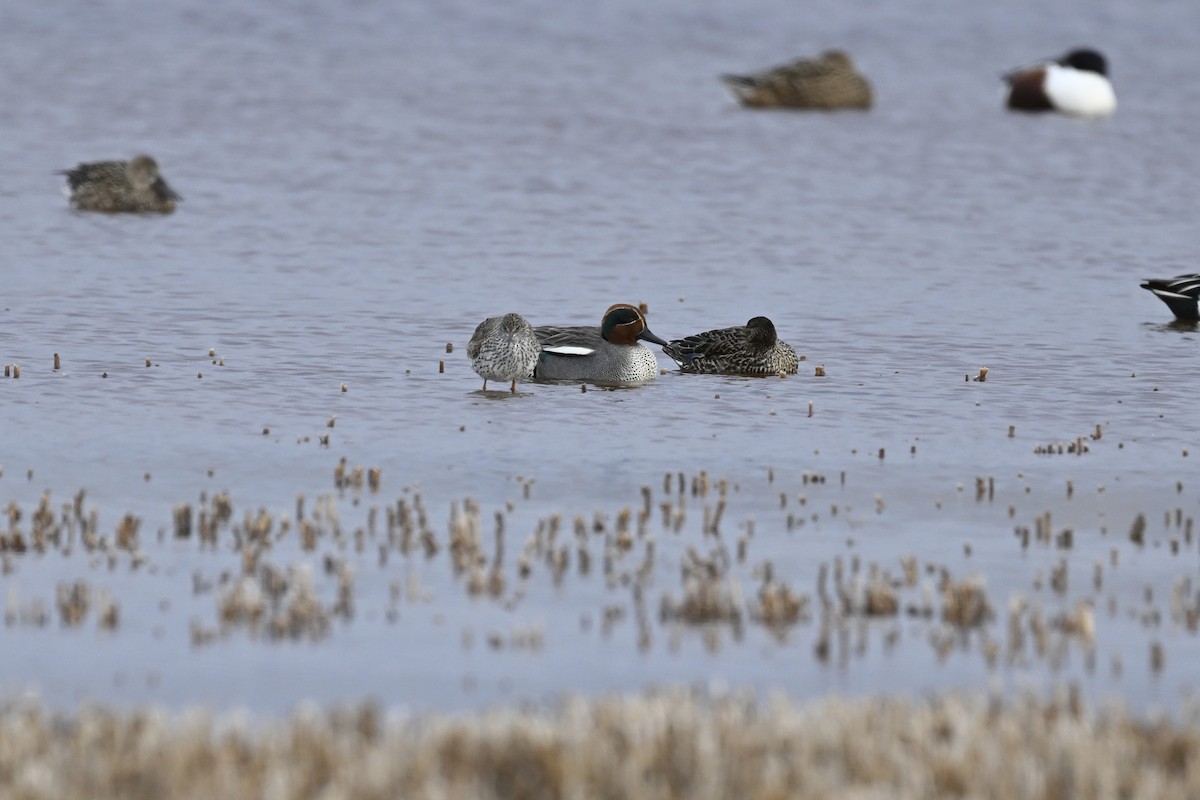 Green-winged Teal - ML617089047