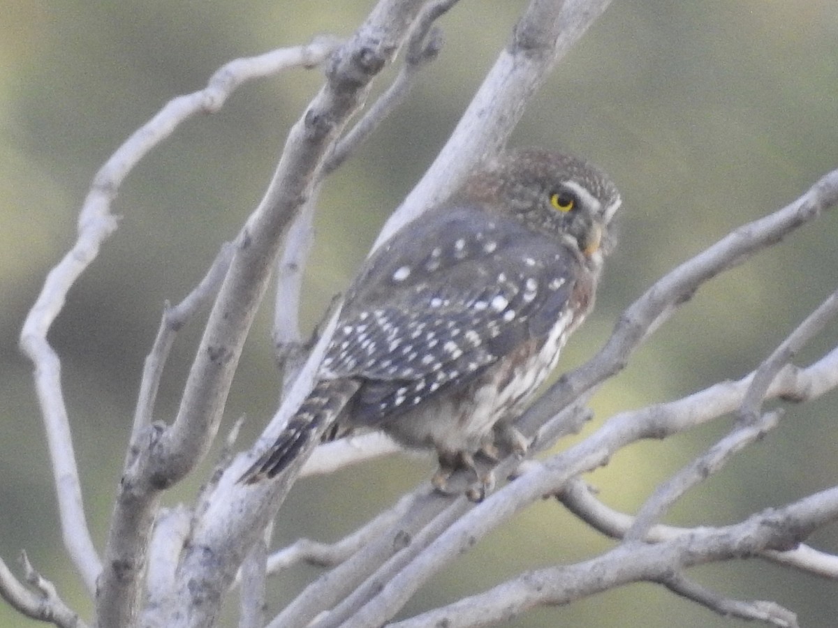 Austral Pygmy-Owl - ML617089164