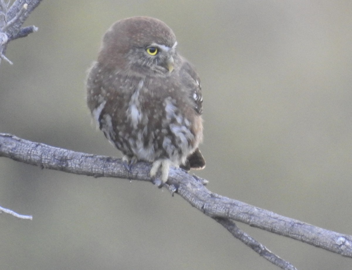 Austral Pygmy-Owl - ML617089165