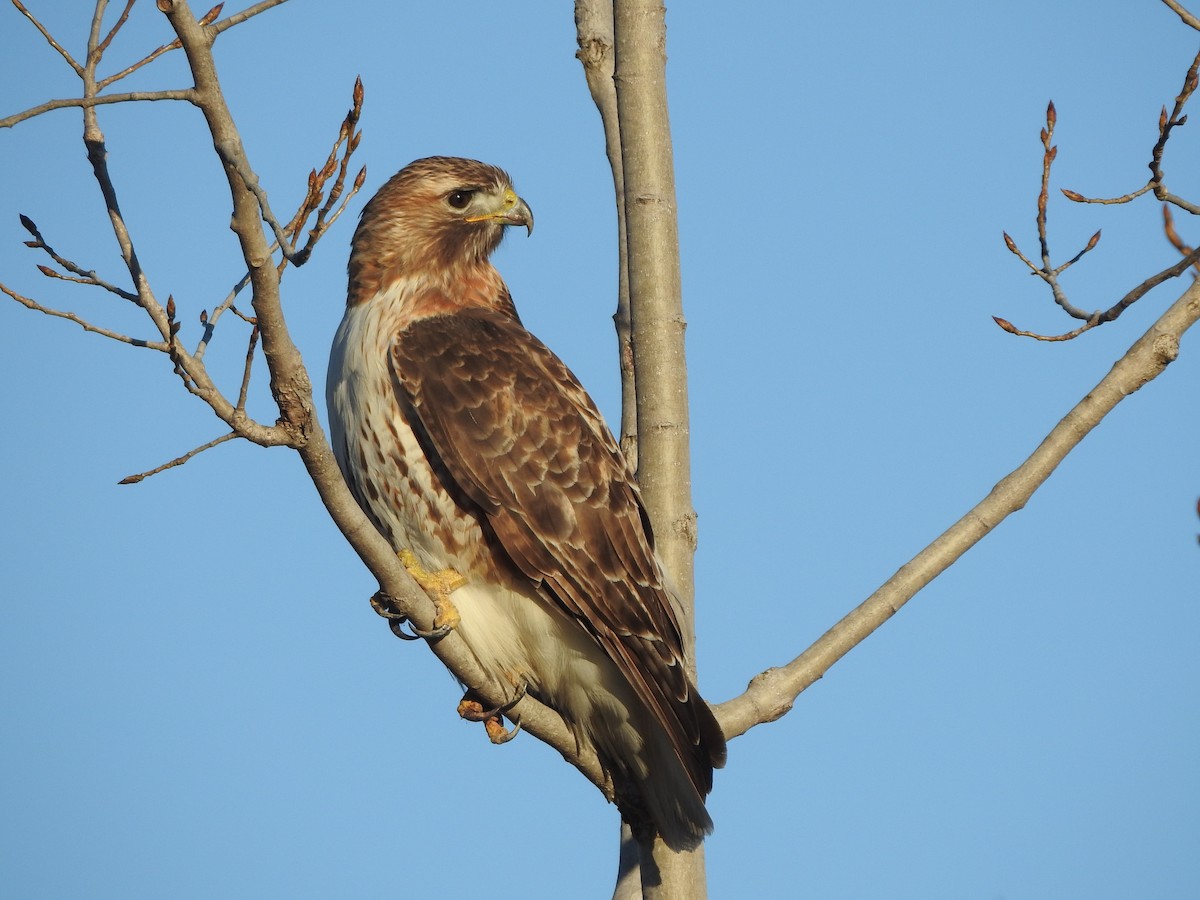 Red-tailed Hawk - ML617089172