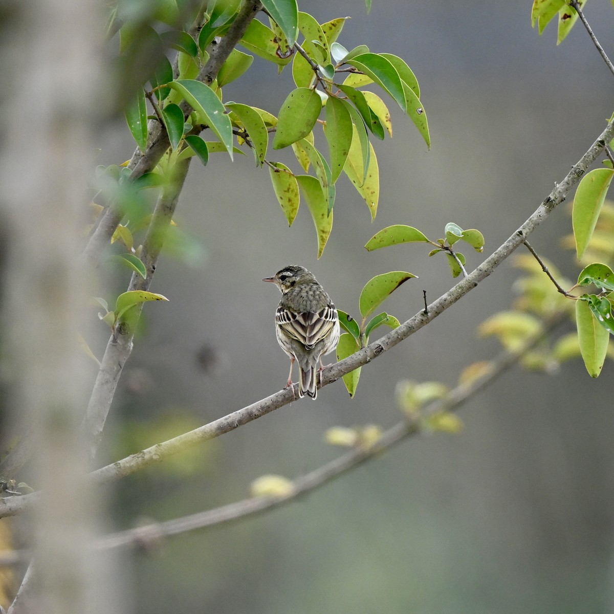 Olive-backed Pipit - ML617089316