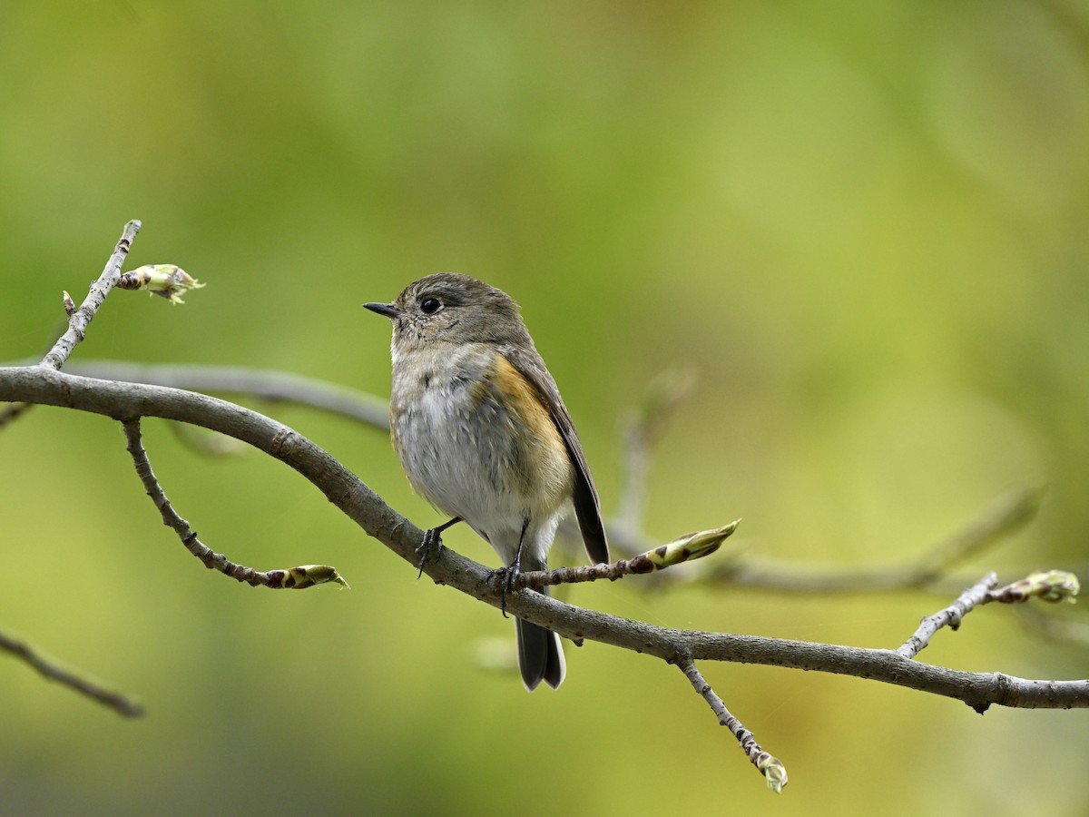 Red-flanked Bluetail - ML617089533