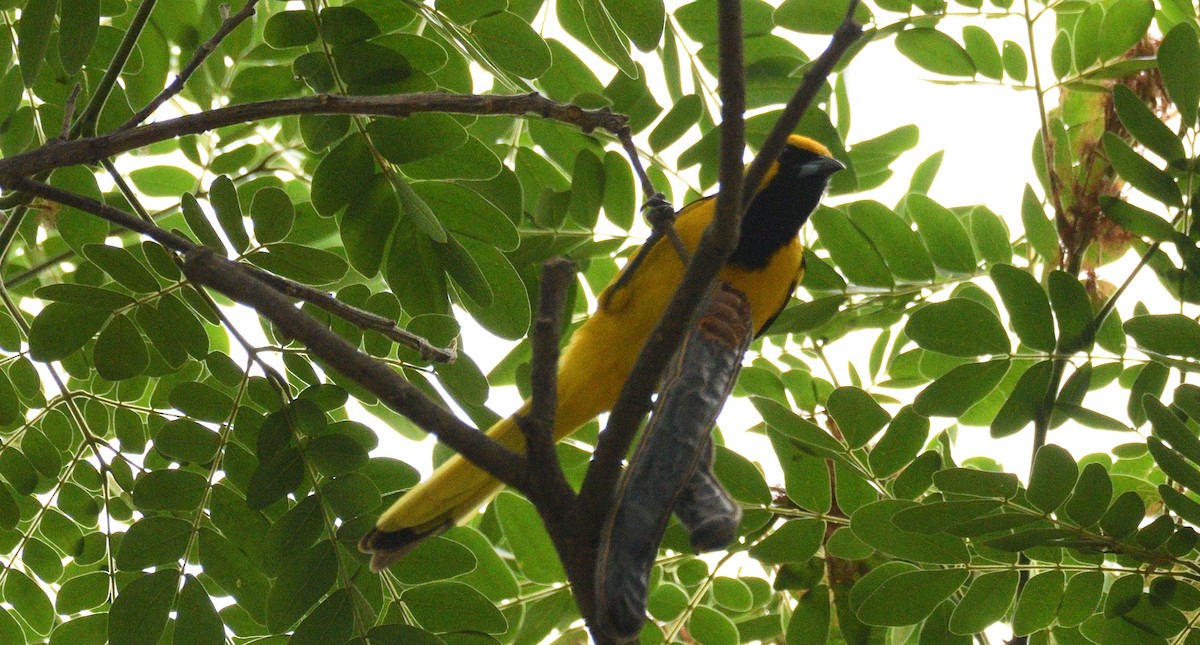 Yellow-tailed Oriole - ML617089588