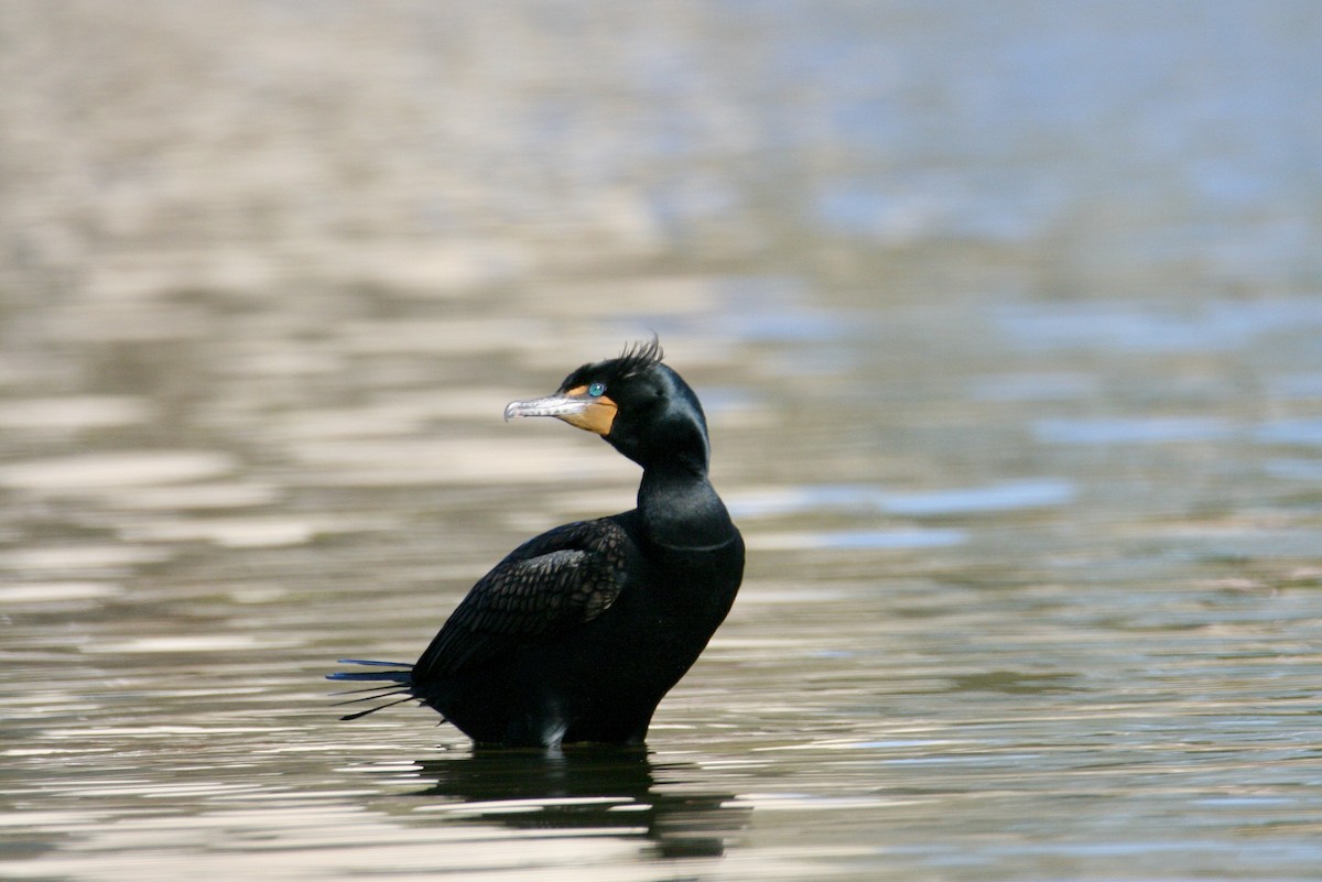Double-crested Cormorant - Andrew Charles