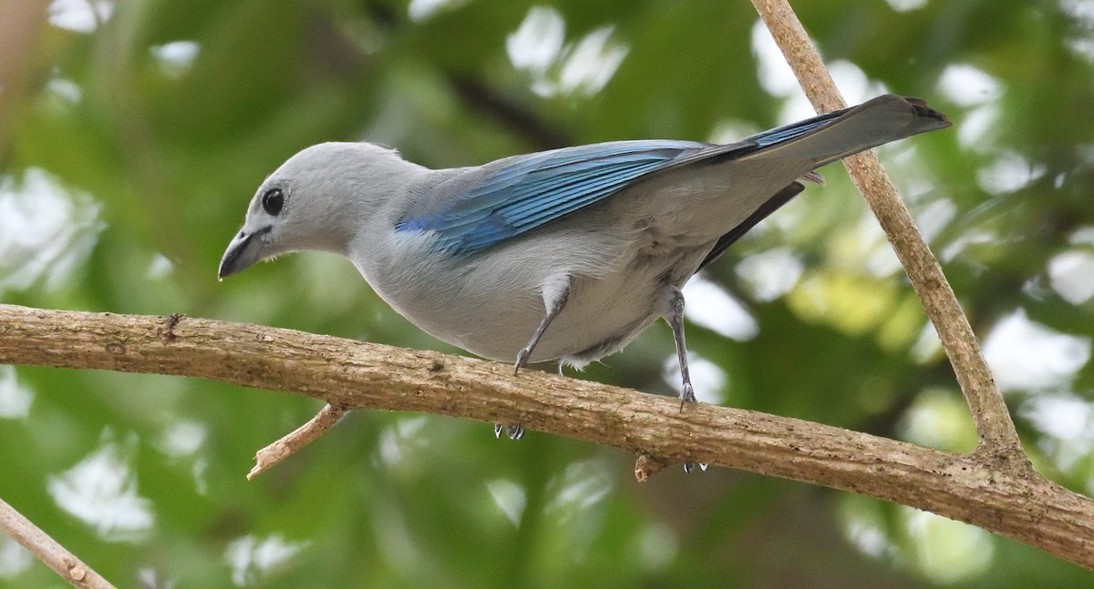 Blue-gray Tanager - ML617089651