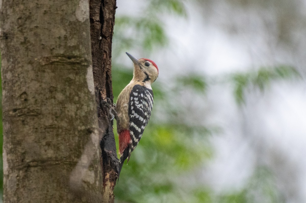 Fulvous-breasted Woodpecker - Vishal Kapur