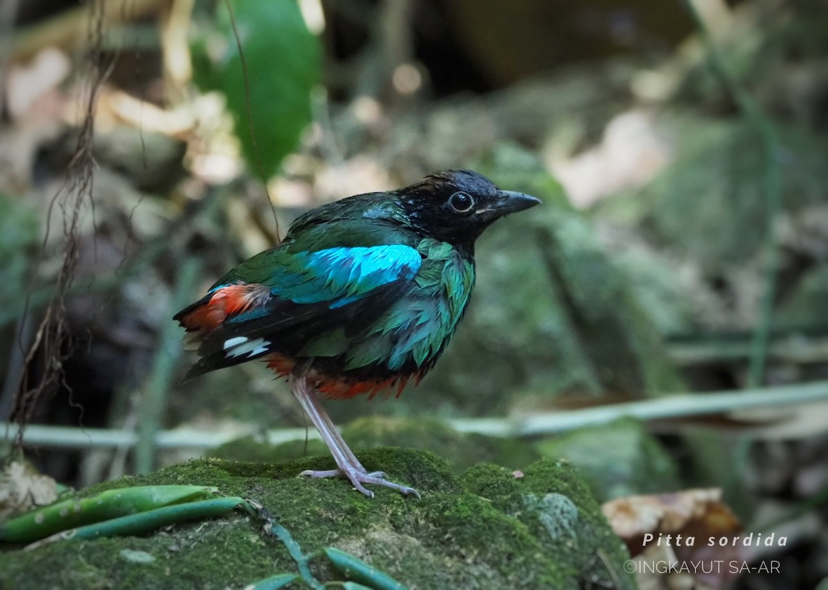 Western Hooded Pitta (Chestnut-crowned) - ML617089683