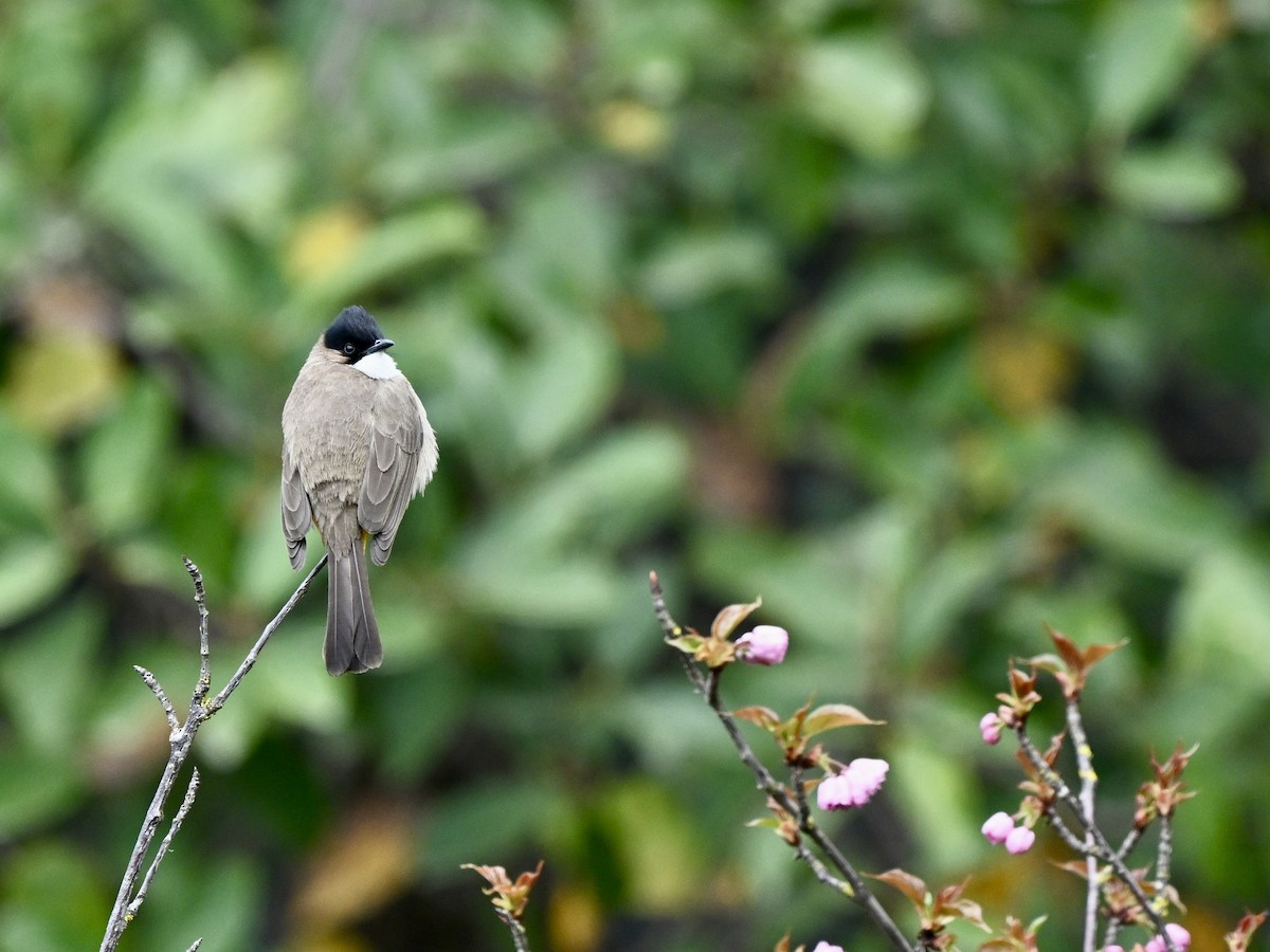 Brown-breasted Bulbul - Jack X