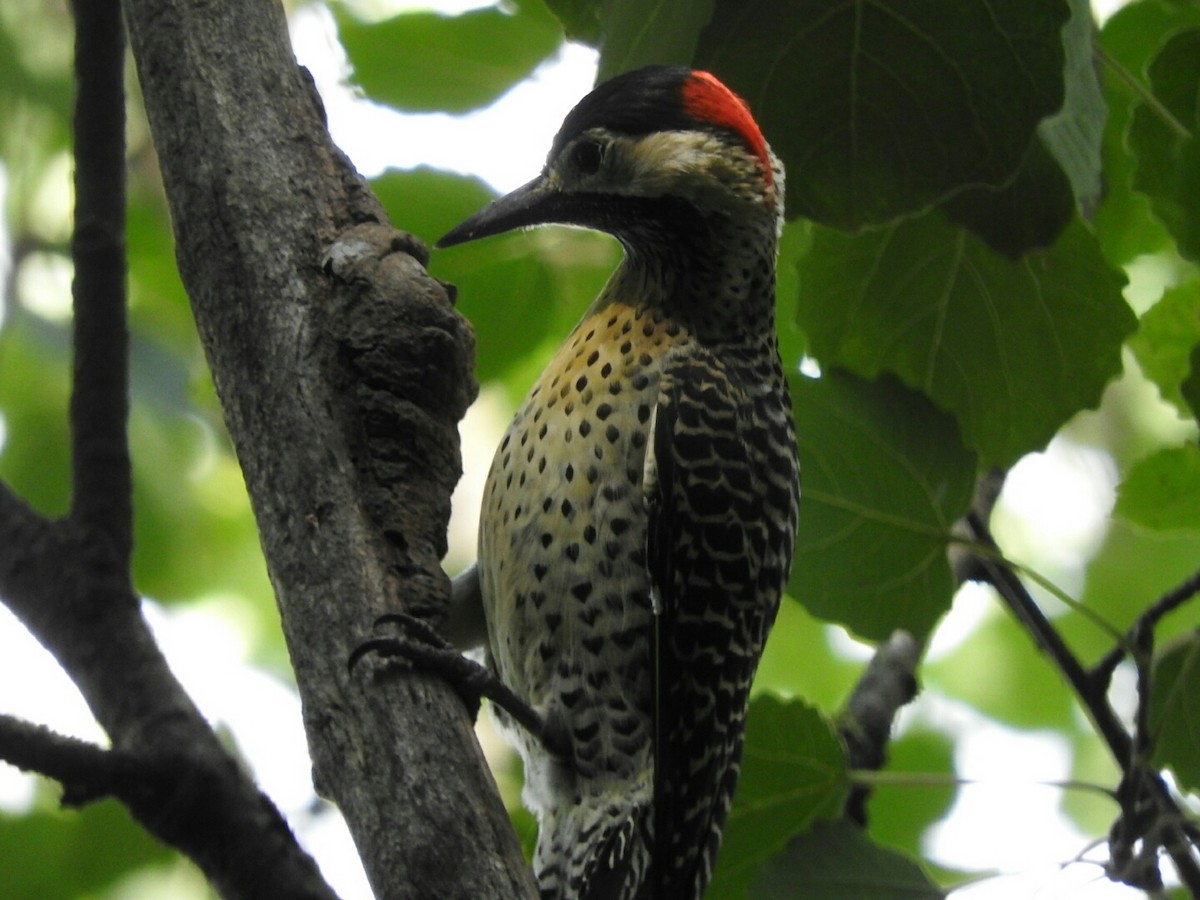 Green-barred Woodpecker - ML617089769