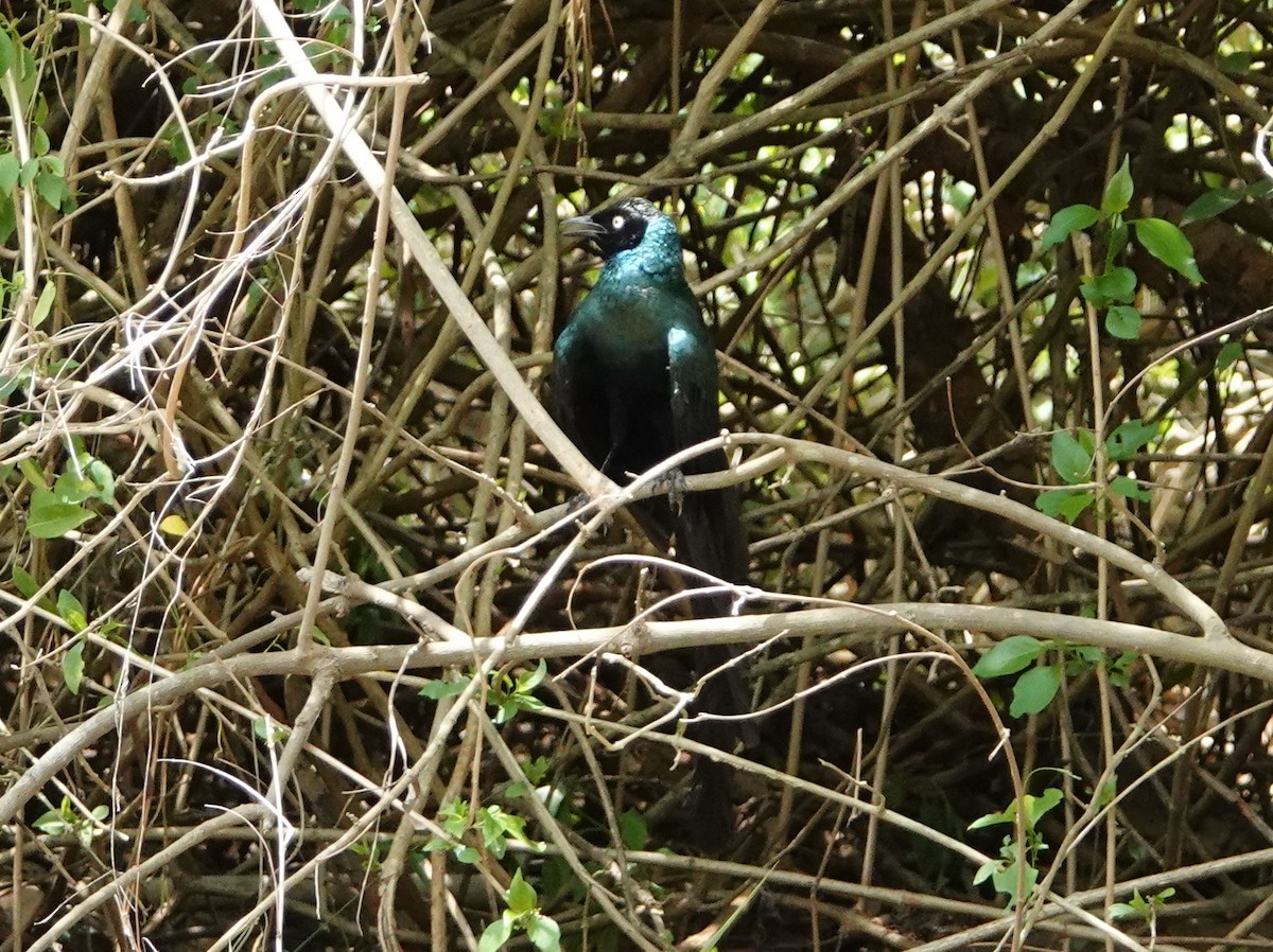 Long-tailed Glossy Starling - ML617089874