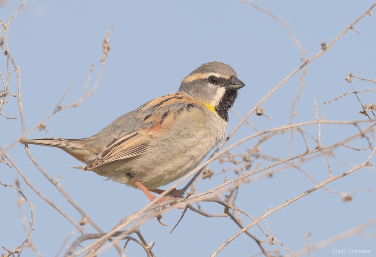 Dead Sea Sparrow - ML617089952