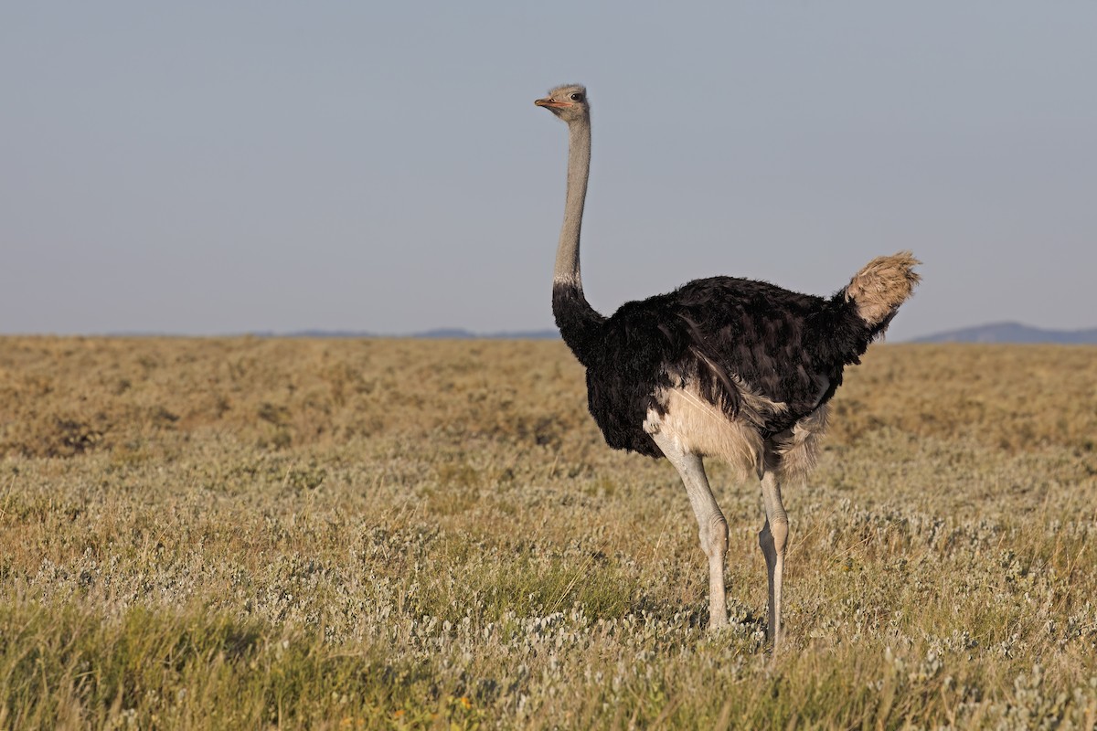 Common Ostrich - ML617089995
