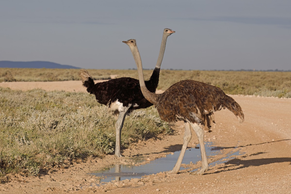 Common Ostrich - ML617089996
