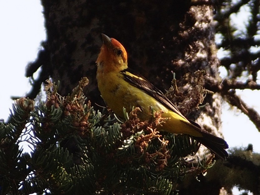 Western Tanager - ML617090016