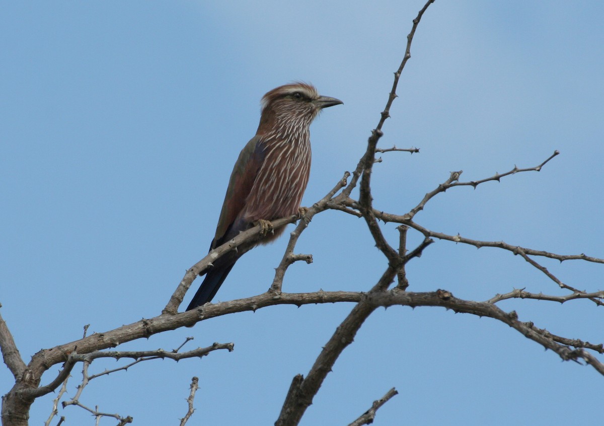 Rufous-crowned Roller - Neil Wright