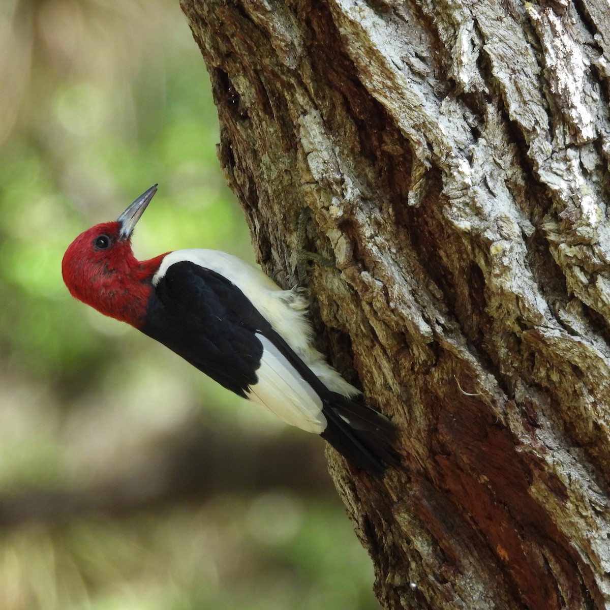 Red-headed Woodpecker - Charles Trent