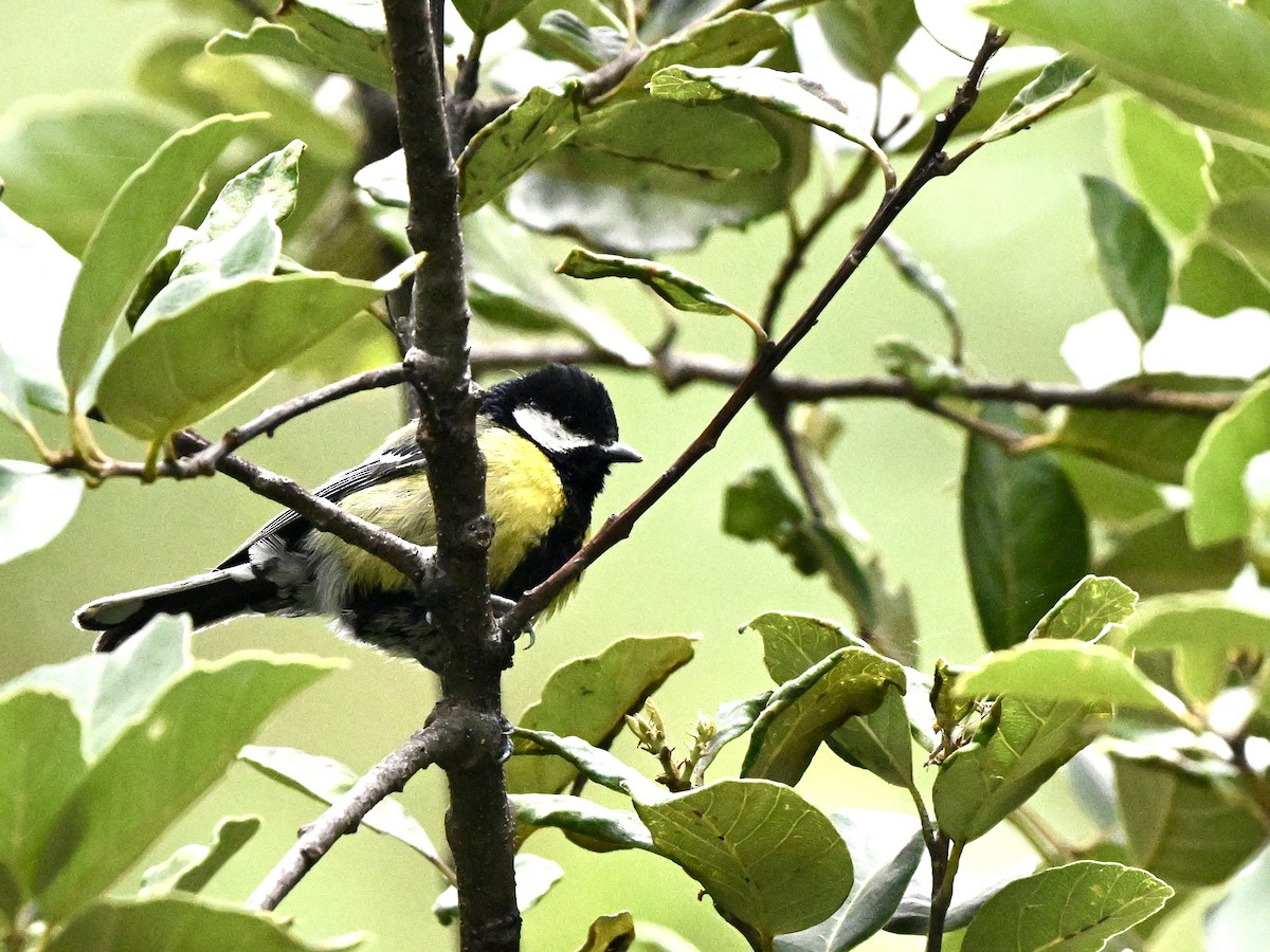 Green-backed Tit - ML617090074