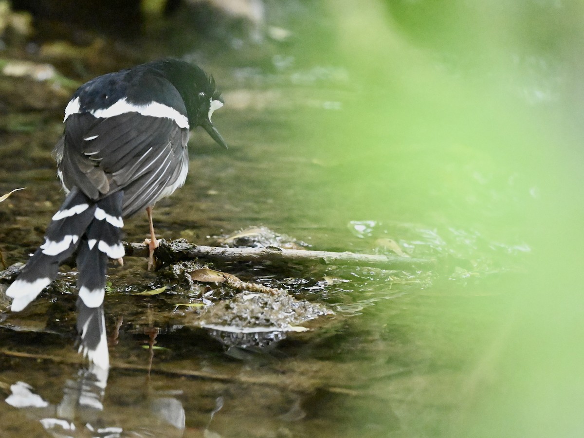 White-crowned Forktail - ML617090102