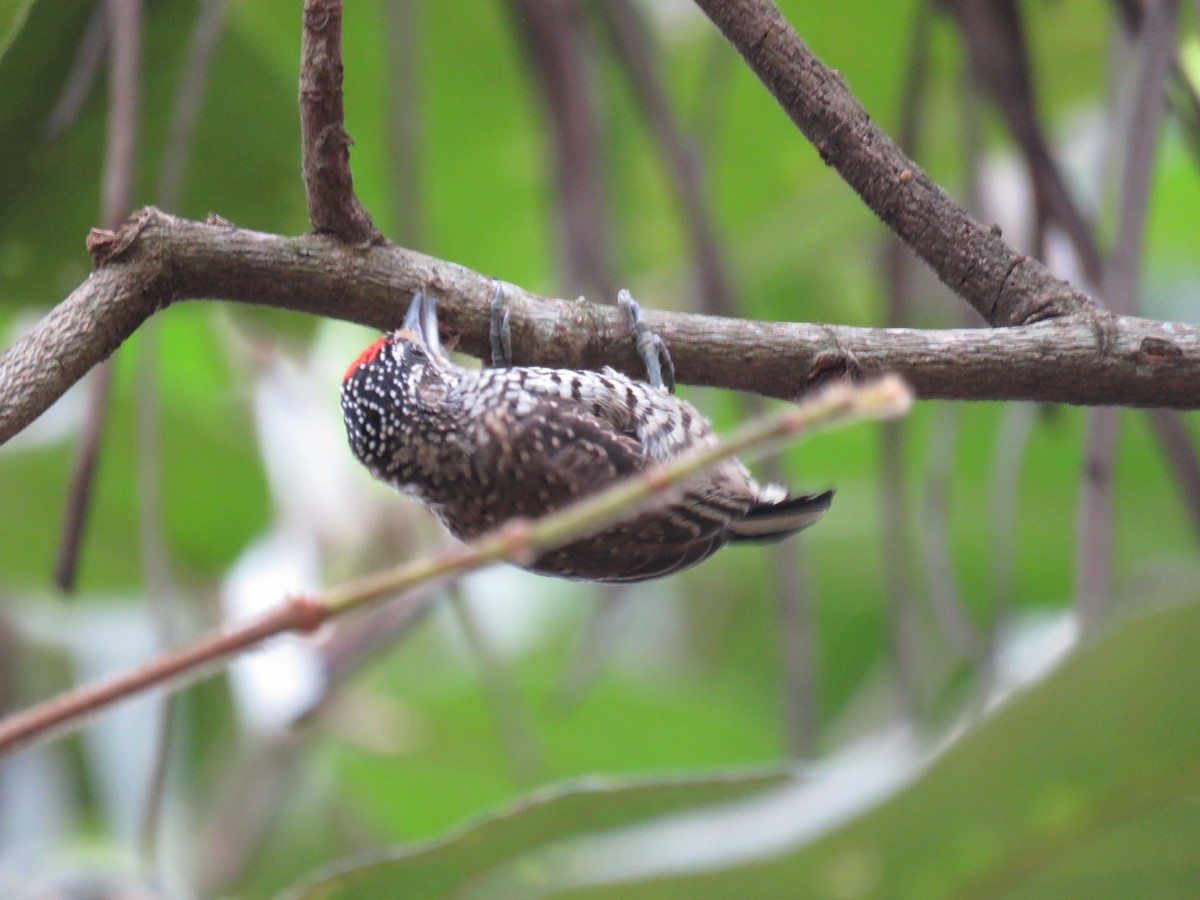 White-wedged Piculet - Letícia Matheus Baccarin