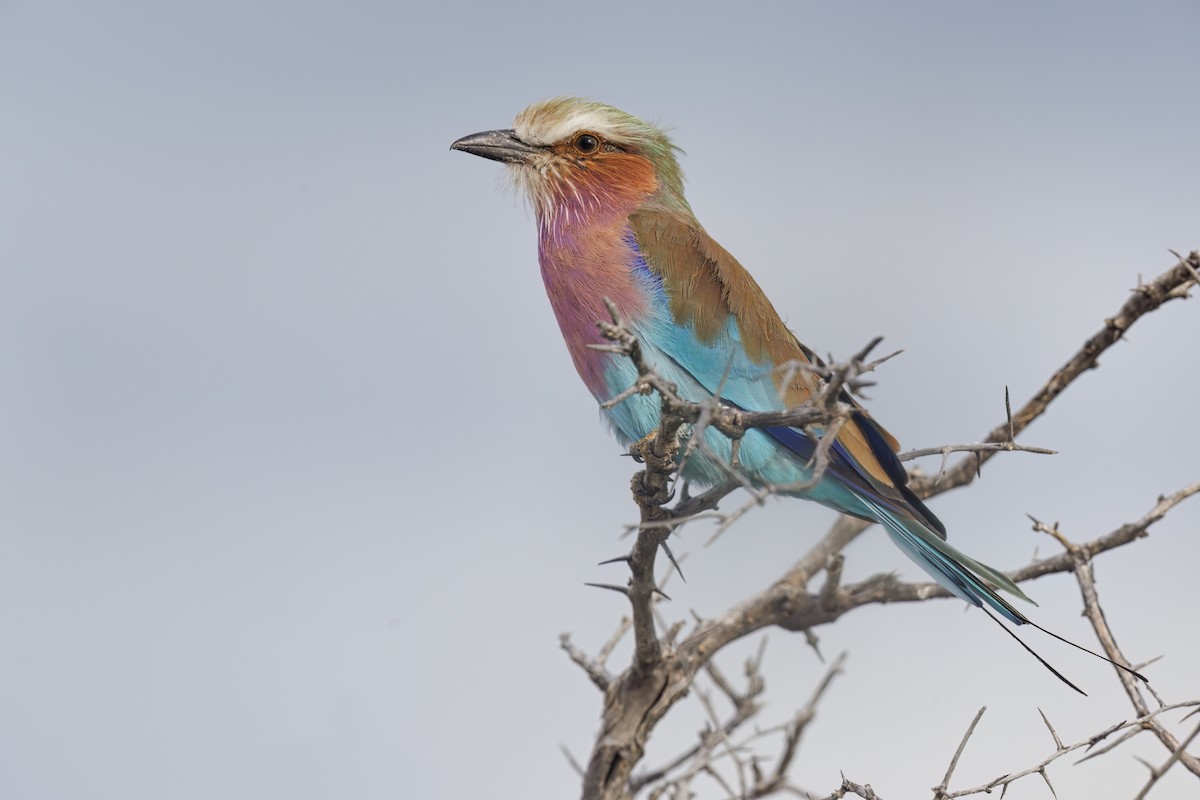 Lilac-breasted Roller - ML617090256