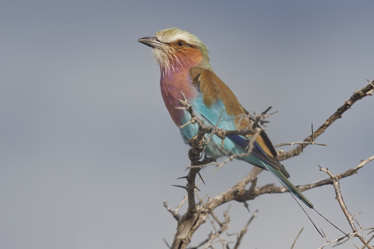 Lilac-breasted Roller - ML617090257