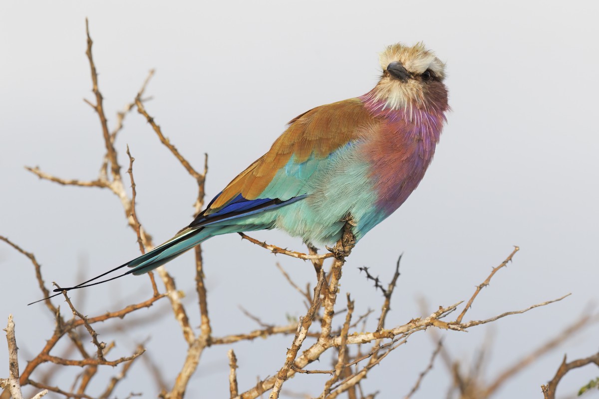 Lilac-breasted Roller - ML617090258