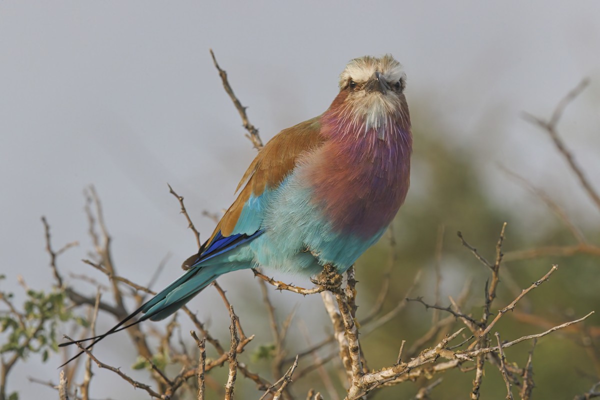Lilac-breasted Roller - ML617090259