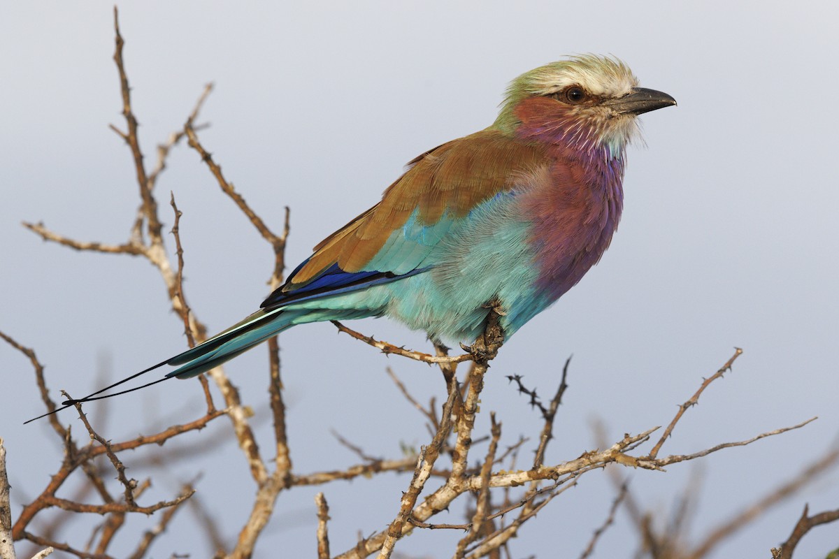 Lilac-breasted Roller - ML617090260