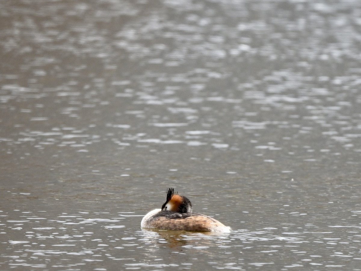 Great Crested Grebe - ML617090325