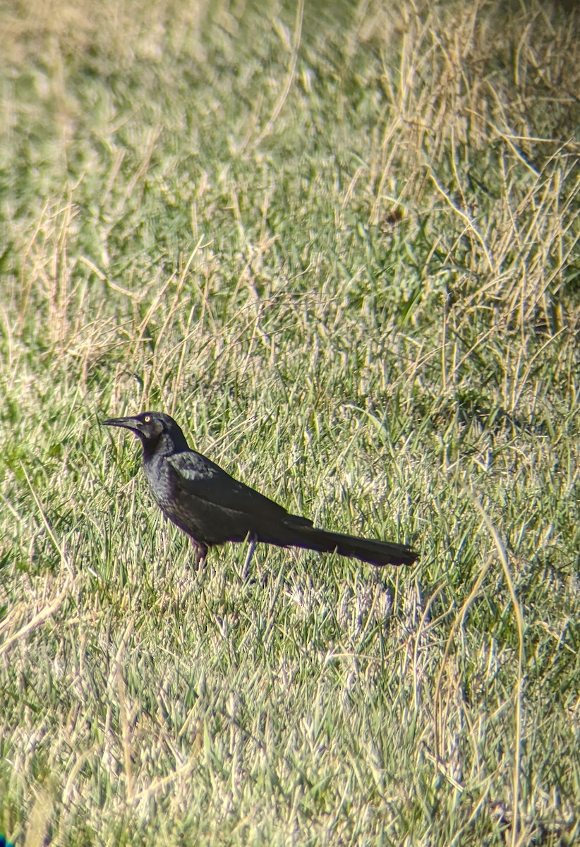 Great-tailed Grackle - ML617090335