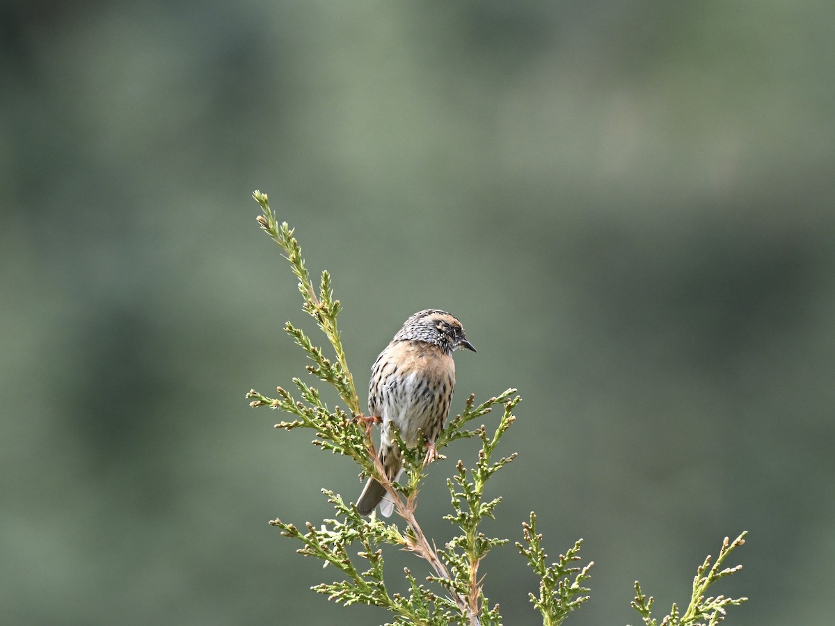 Rufous-breasted Accentor - ML617090340