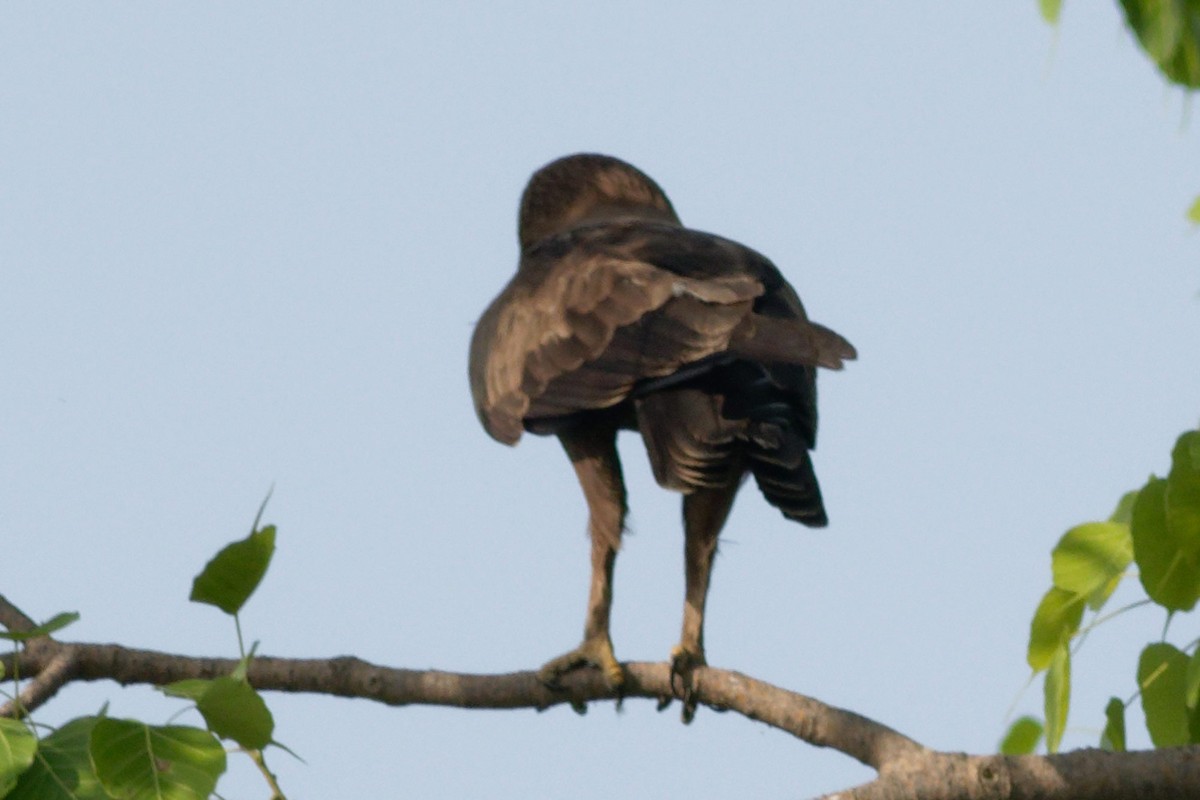 Indian Spotted Eagle - ML617090360