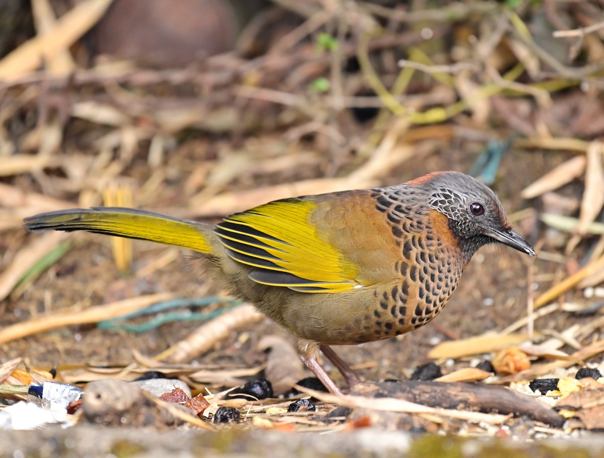 Chestnut-crowned Laughingthrush - ML617090435