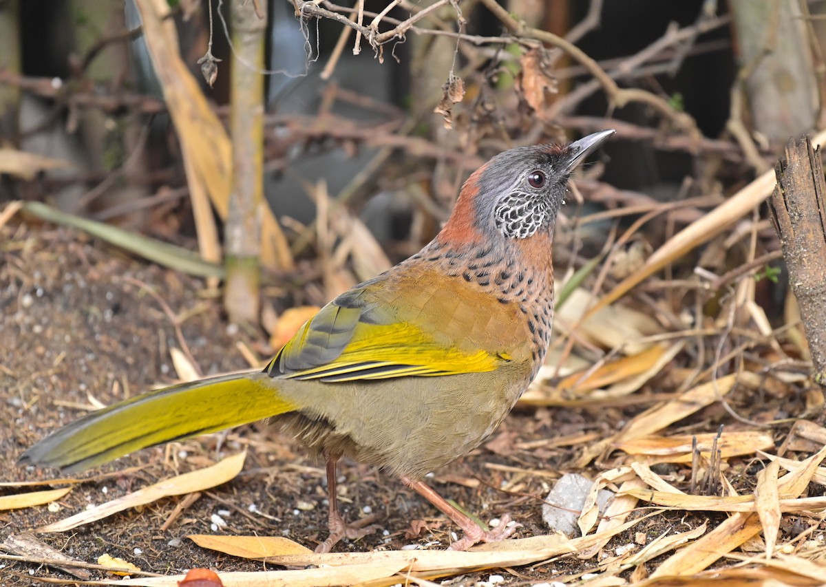 Chestnut-crowned Laughingthrush - ML617090436