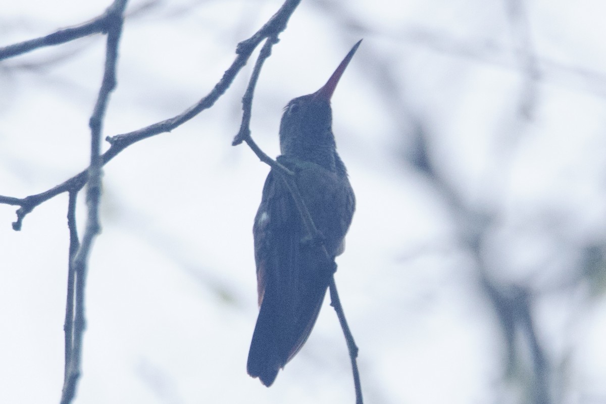 Rufous-tailed Hummingbird - ML617090477