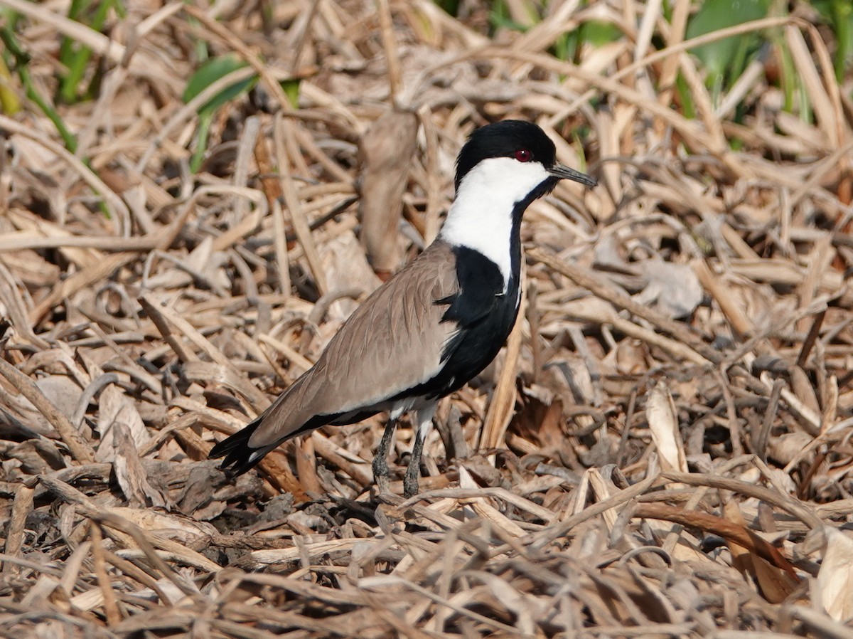 Spur-winged Lapwing - ML617090512