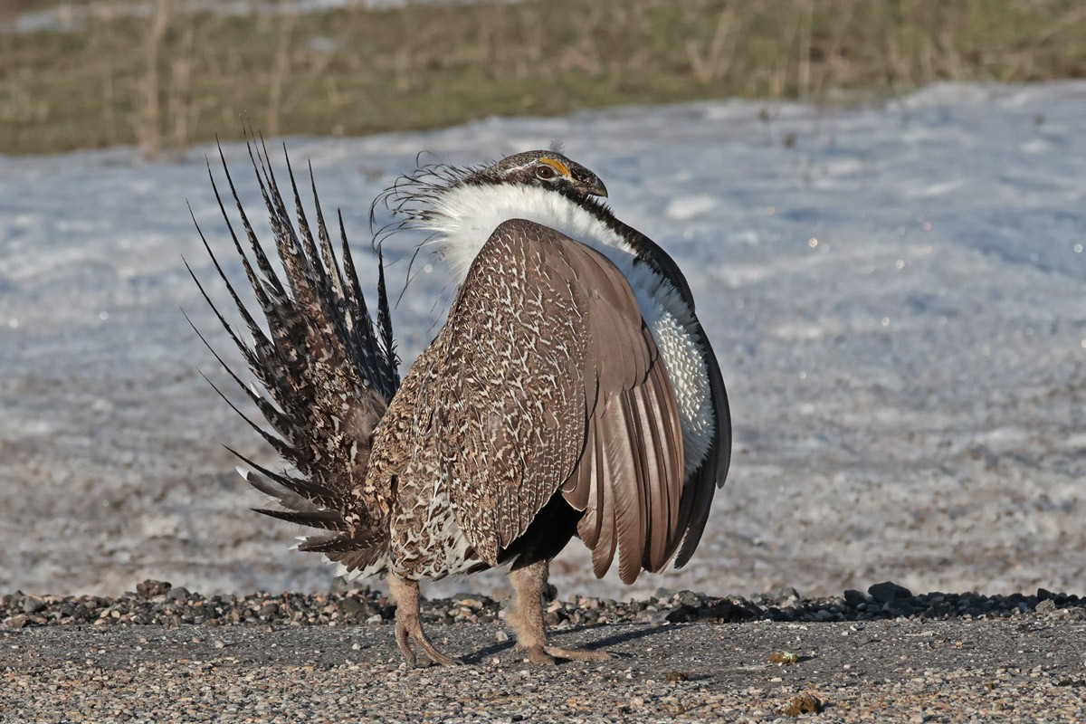 Greater Sage-Grouse - ML617090669