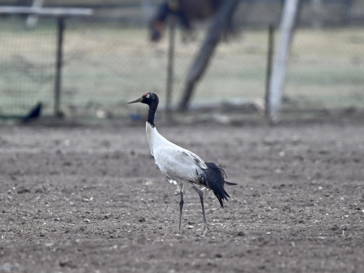 Black-necked Crane - Jack X