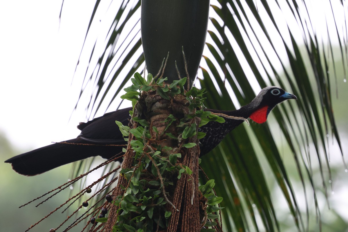 Black-fronted Piping-Guan - ML617090724
