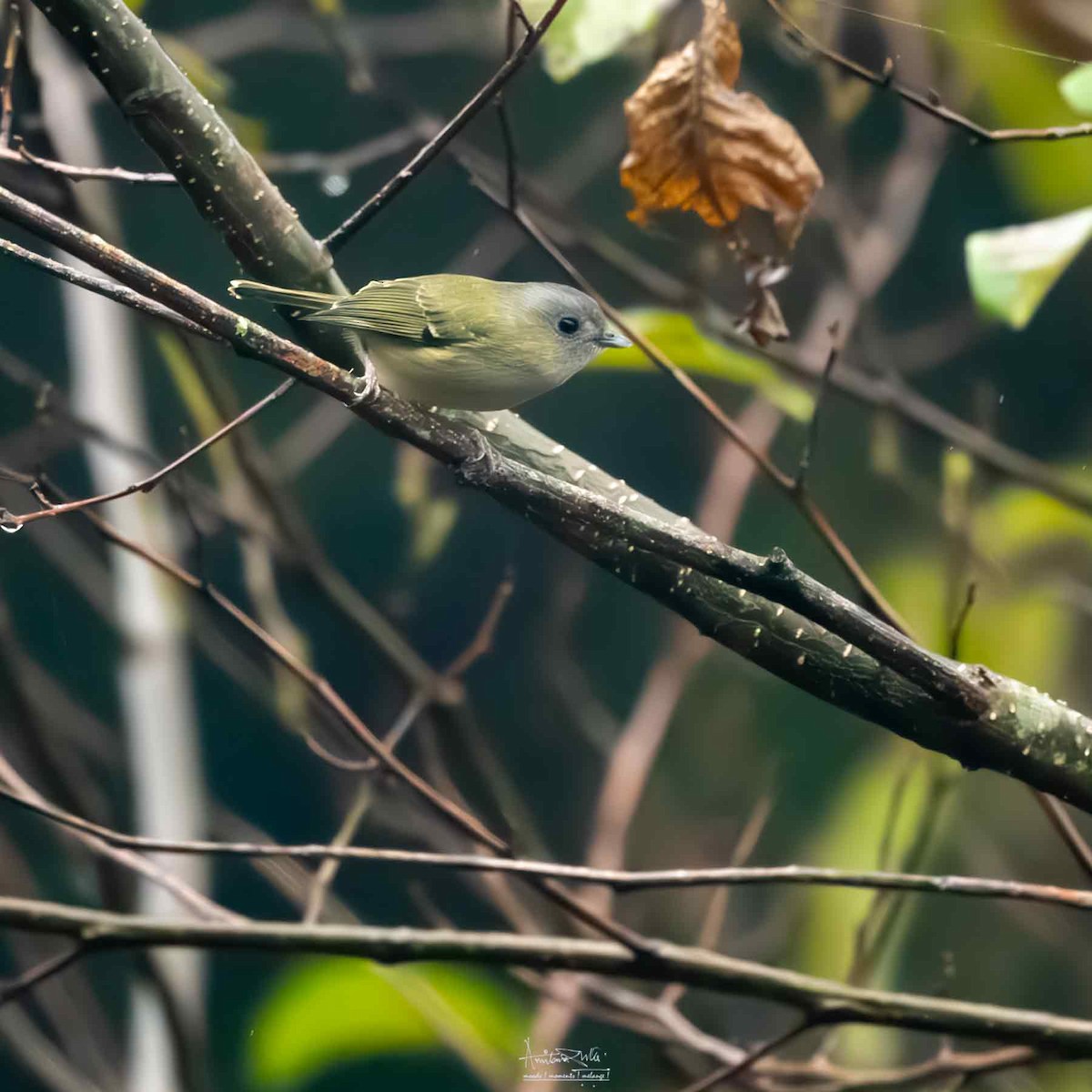 Green Shrike-Babbler - ML617090729