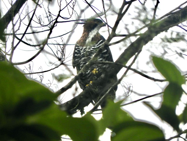 Ornate Hawk-Eagle - Mark Yoder