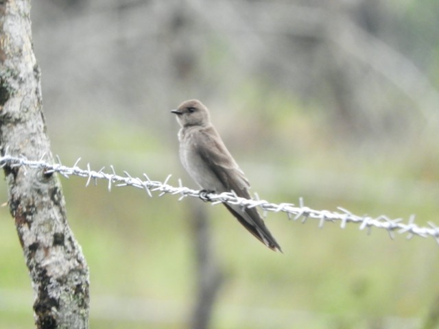 Northern Rough-winged Swallow - ML617090740