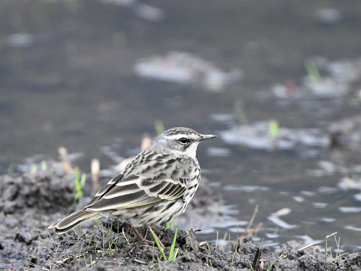 Rosy Pipit - ML617090758
