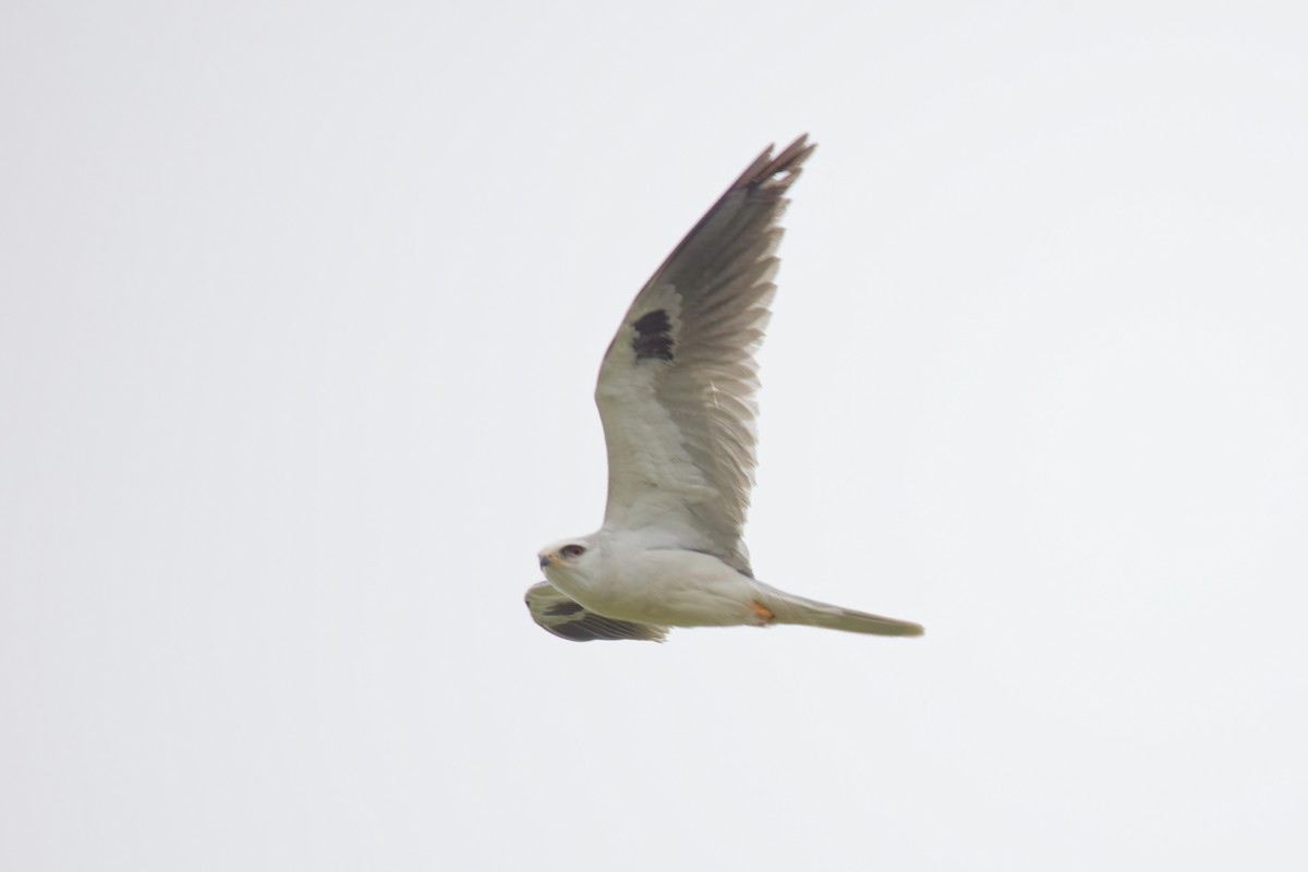 White-tailed Kite - ML617090763