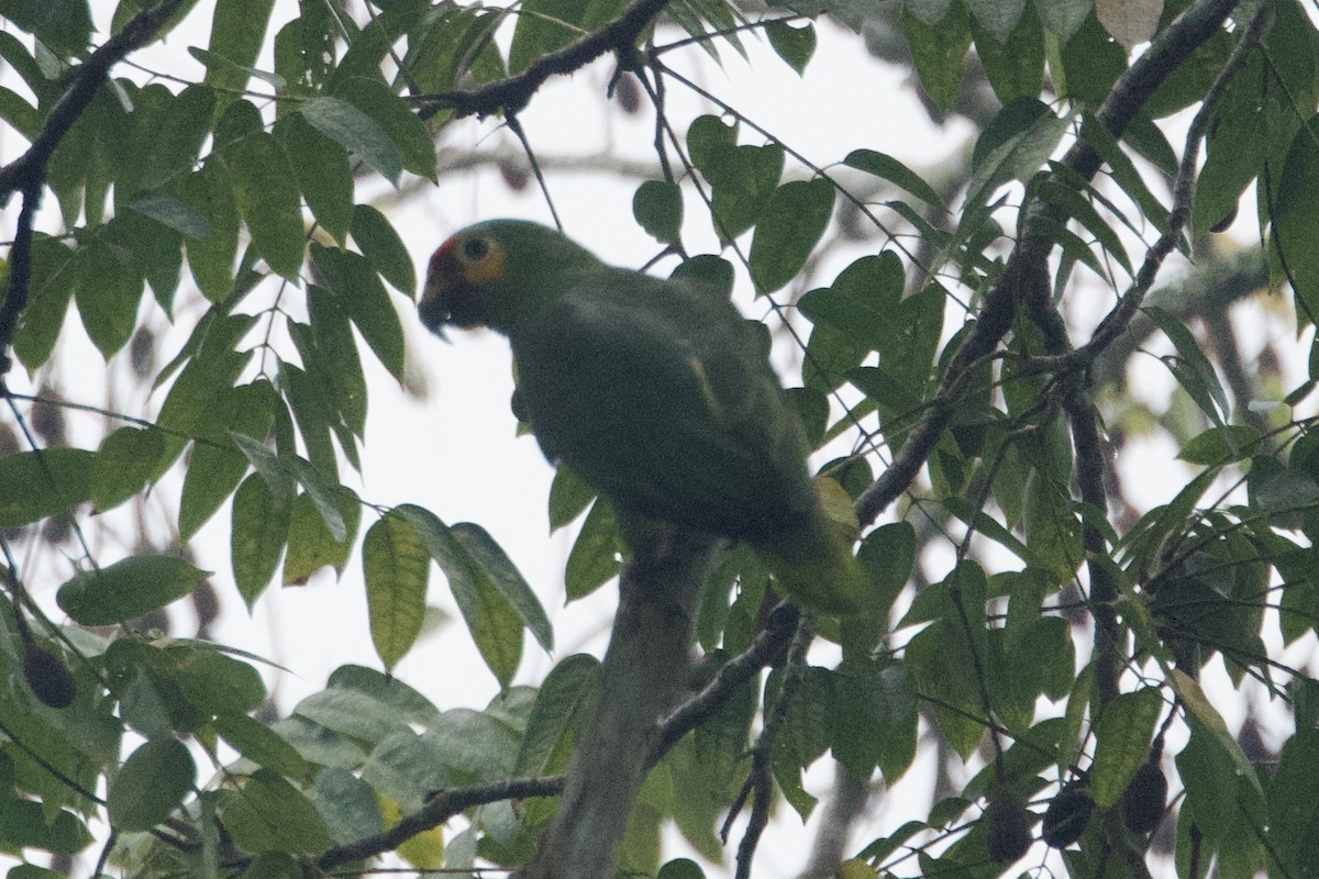 Red-lored Parrot - ML617090786